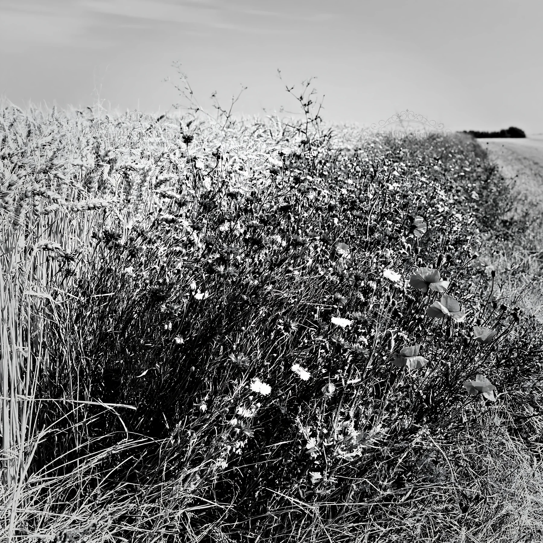 Black and white colorful cornflower meadow with wildflowers beside wheat field - AI-generated stock image