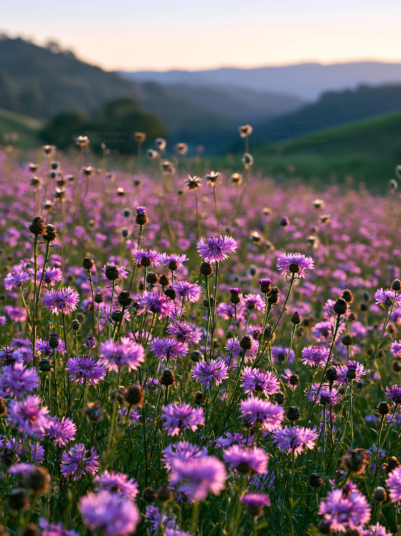 Violet knapweed meadow under the sunset in spring - AI-generated stock image