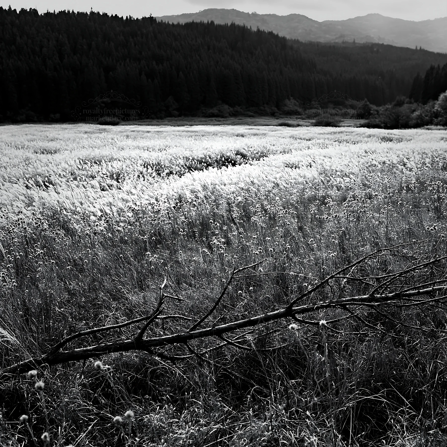 Black and white yamagata rewilded meadow fallen branch foreground - AI-generated stock image