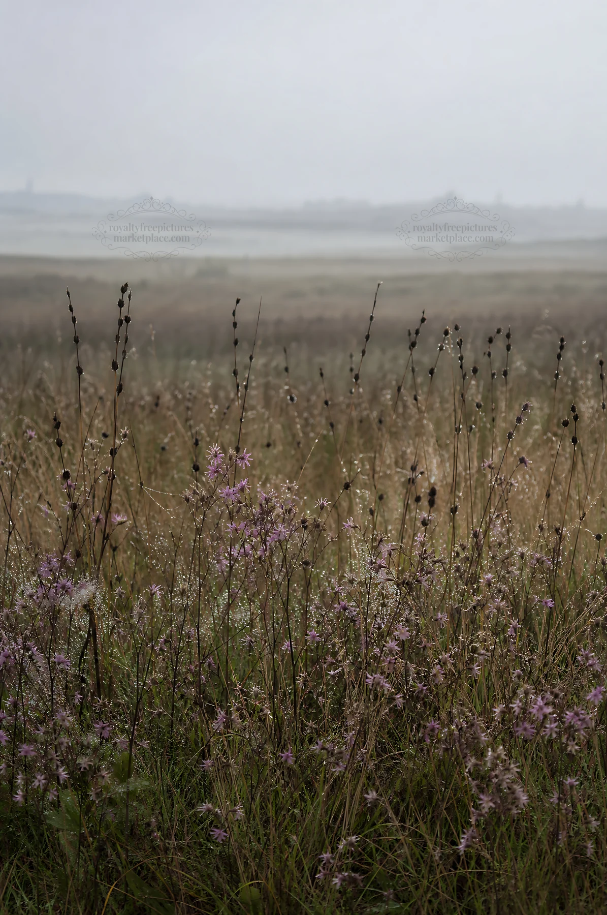 Dewy meadow with wildflowers in a misty morning landscape - AI-generated stock image
