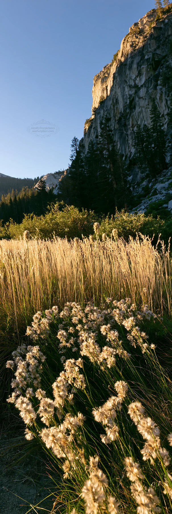 Meadow grass seedheads in sunlight near rocky cliffs - AI-generated stock image