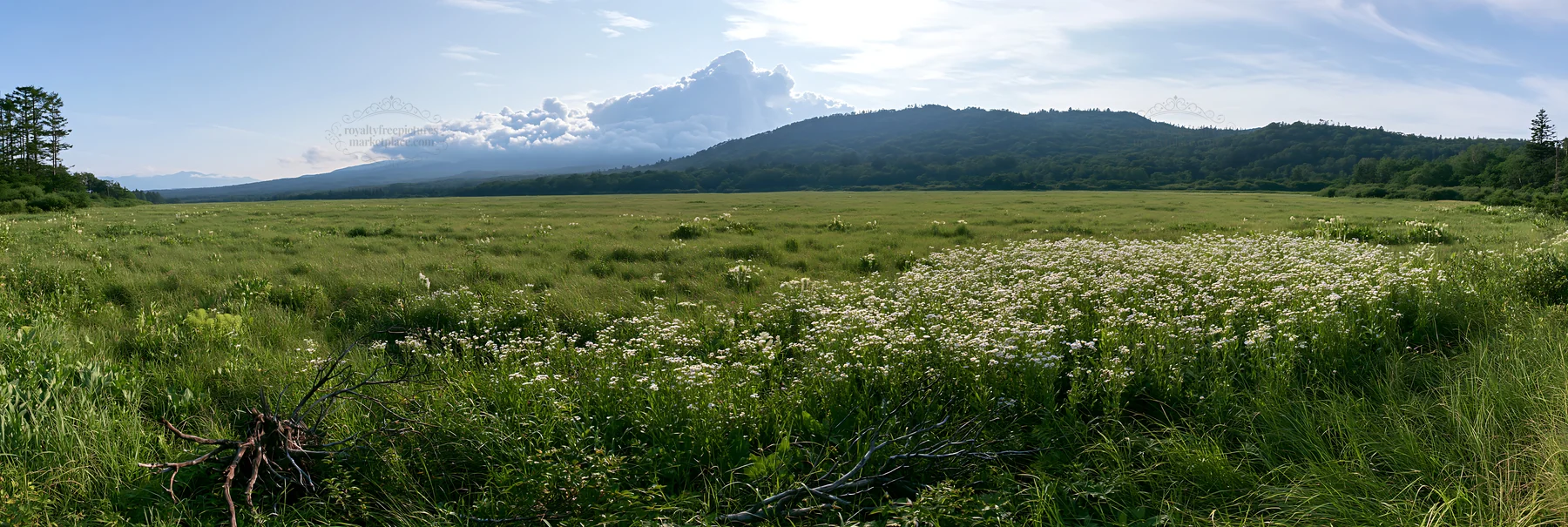 Yamagata rewilded meadow fallen branch foreground - AI-generated stock image
