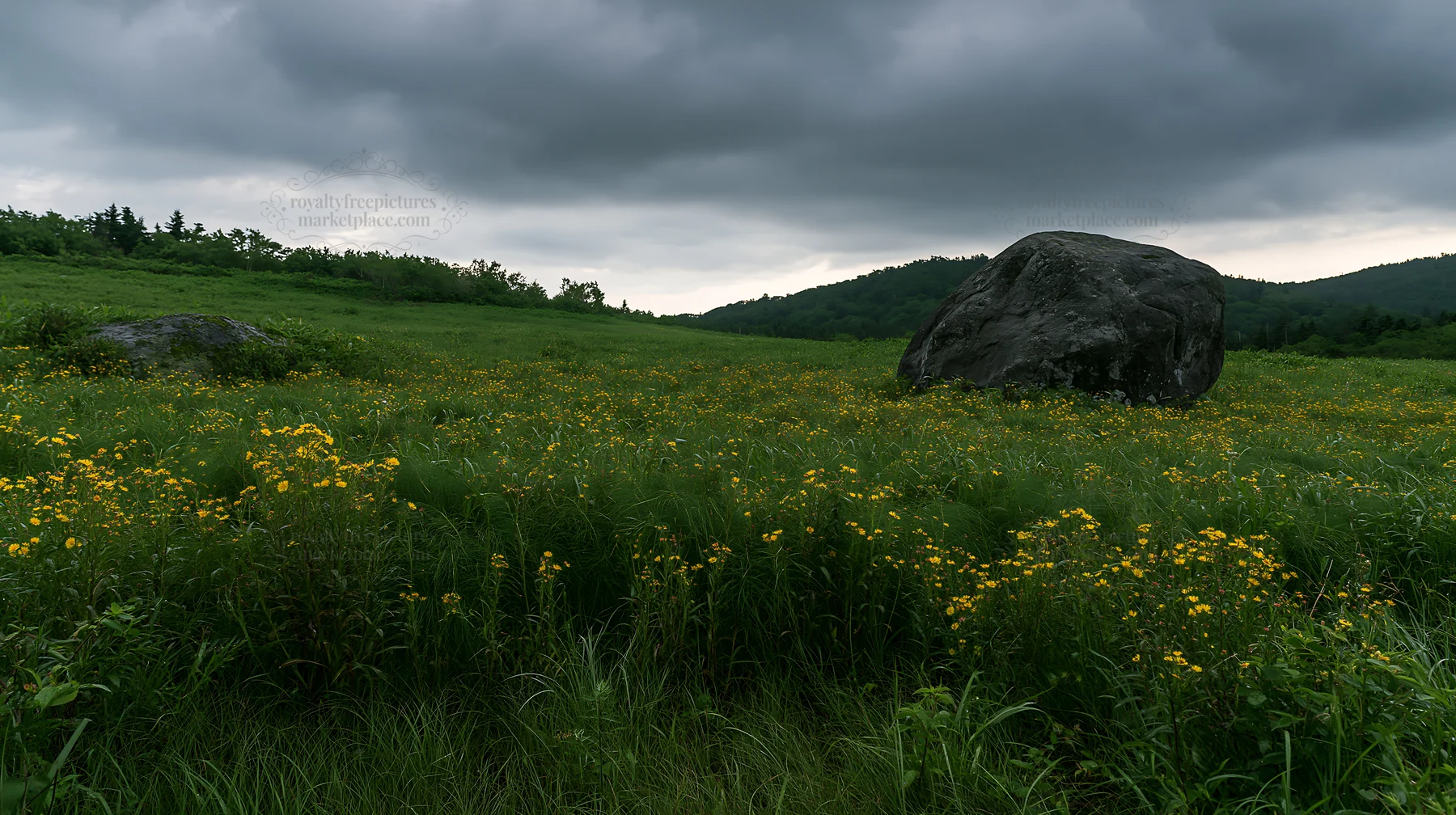 Aomori climate resilient meadow with boulder in a natural field - AI-generated stock image