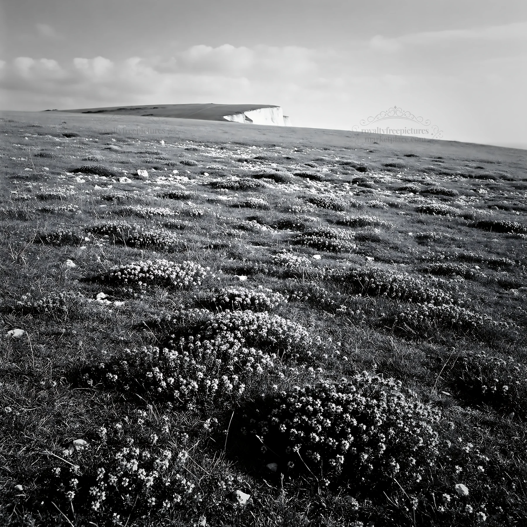 Sunny meadow with wild thyme and distant cliffs - AI-generated stock image