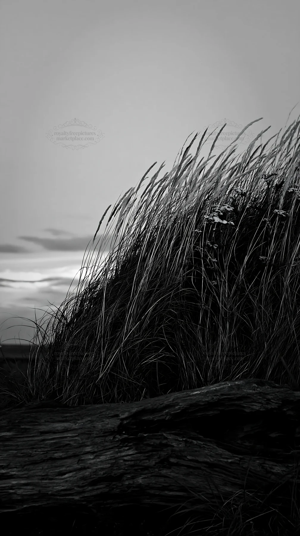 Black and white chiba coastal climate meadow with driftwood and grass - AI-generated stock image