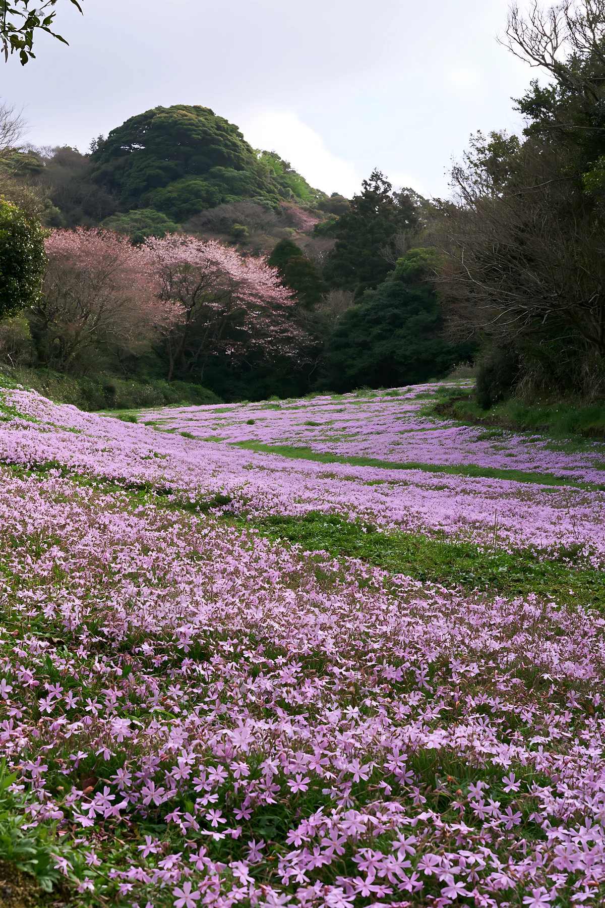 Fukuoka spring meadow fallen blossom foreground with flowers - AI-generated stock image