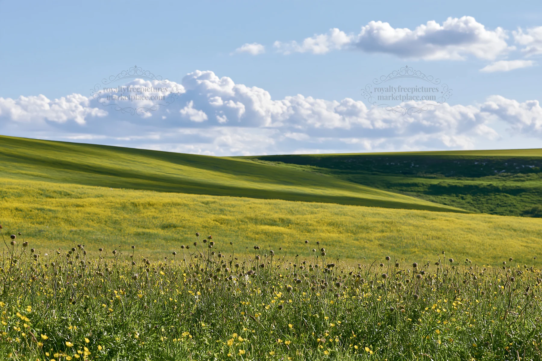 Colorful buttercup meadow under blue sky with fluffy clouds - AI-generated stock image