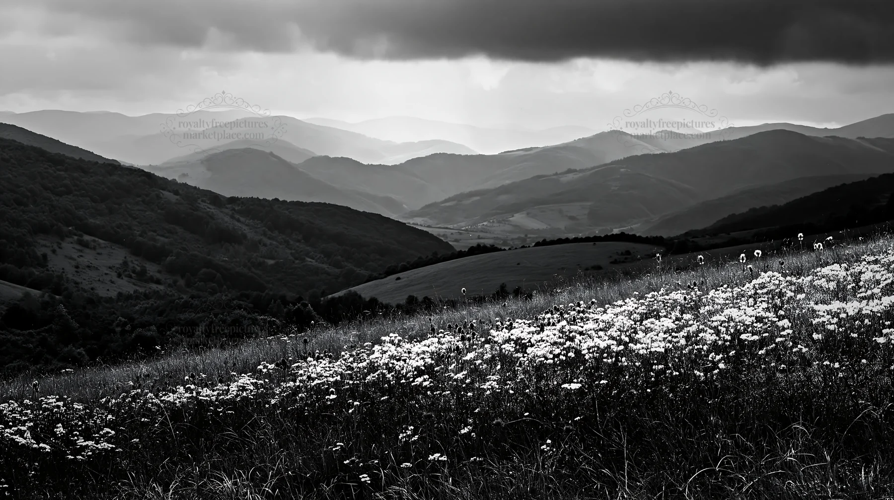 Slovak meadow in the Carpathian valley with distant mountains - AI-generated stock image