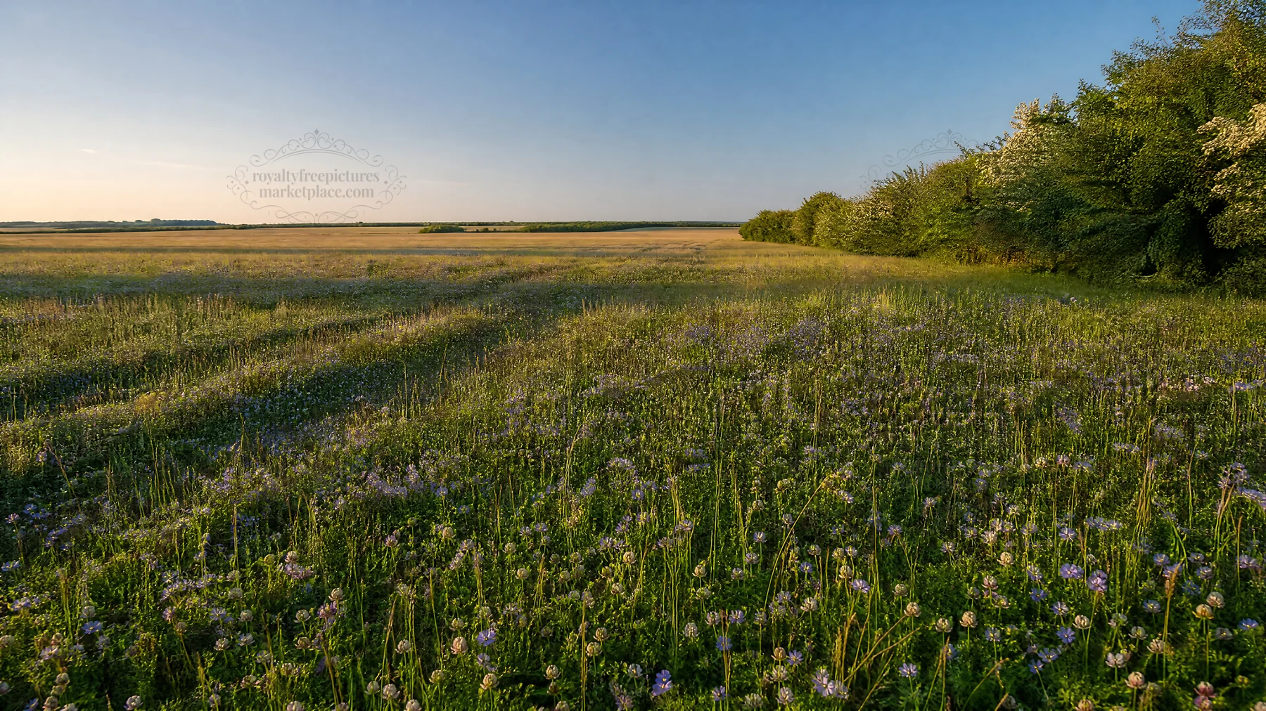 Clover speedwell meadow under clear sky at sunset - AI-generated stock image