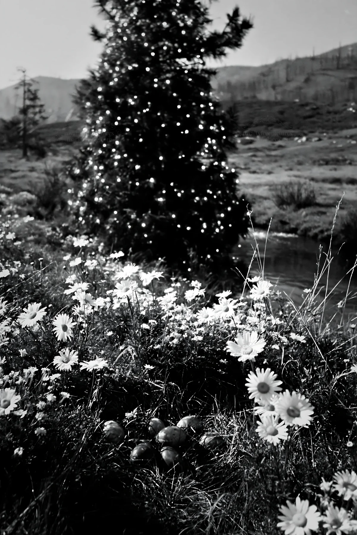 Christmas tree beside stream in meadow with flowers - AI-generated stock image