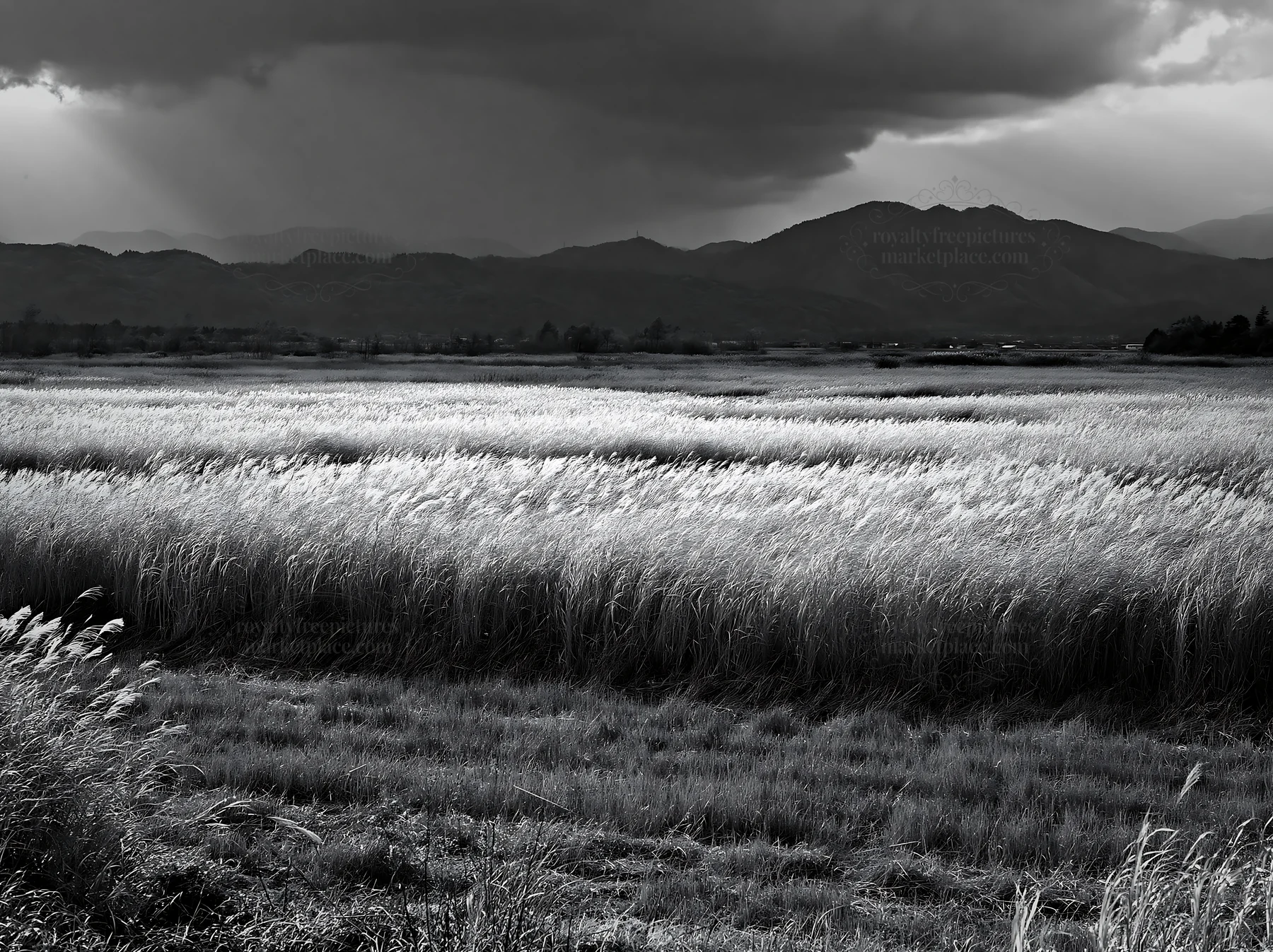 Black and white shiga wetland meadow climate adaptation reeds under cloudy sky - AI-generated stock image