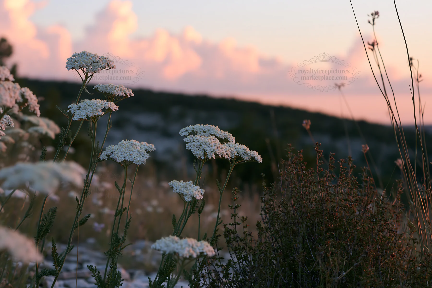 Yarrow flowers bloom at sunset in a meadow - AI-generated stock image