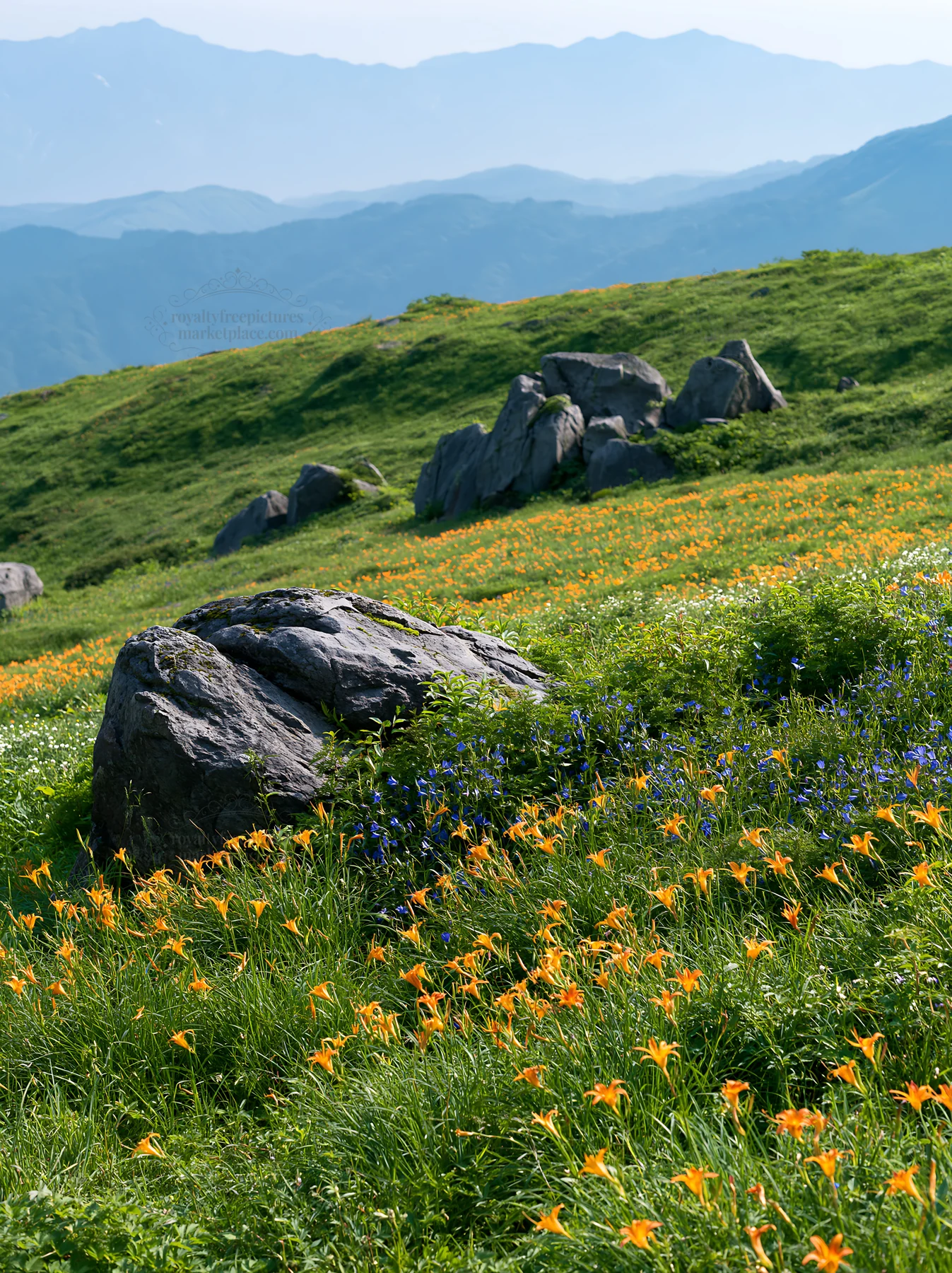 Meadow with boulders and wildflowers under a clear sky - AI-generated stock image
