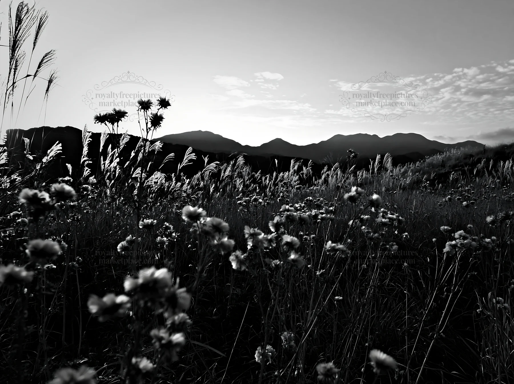 Black and white ehime twilight meadow with dry seedheads in golden light - AI-generated stock image