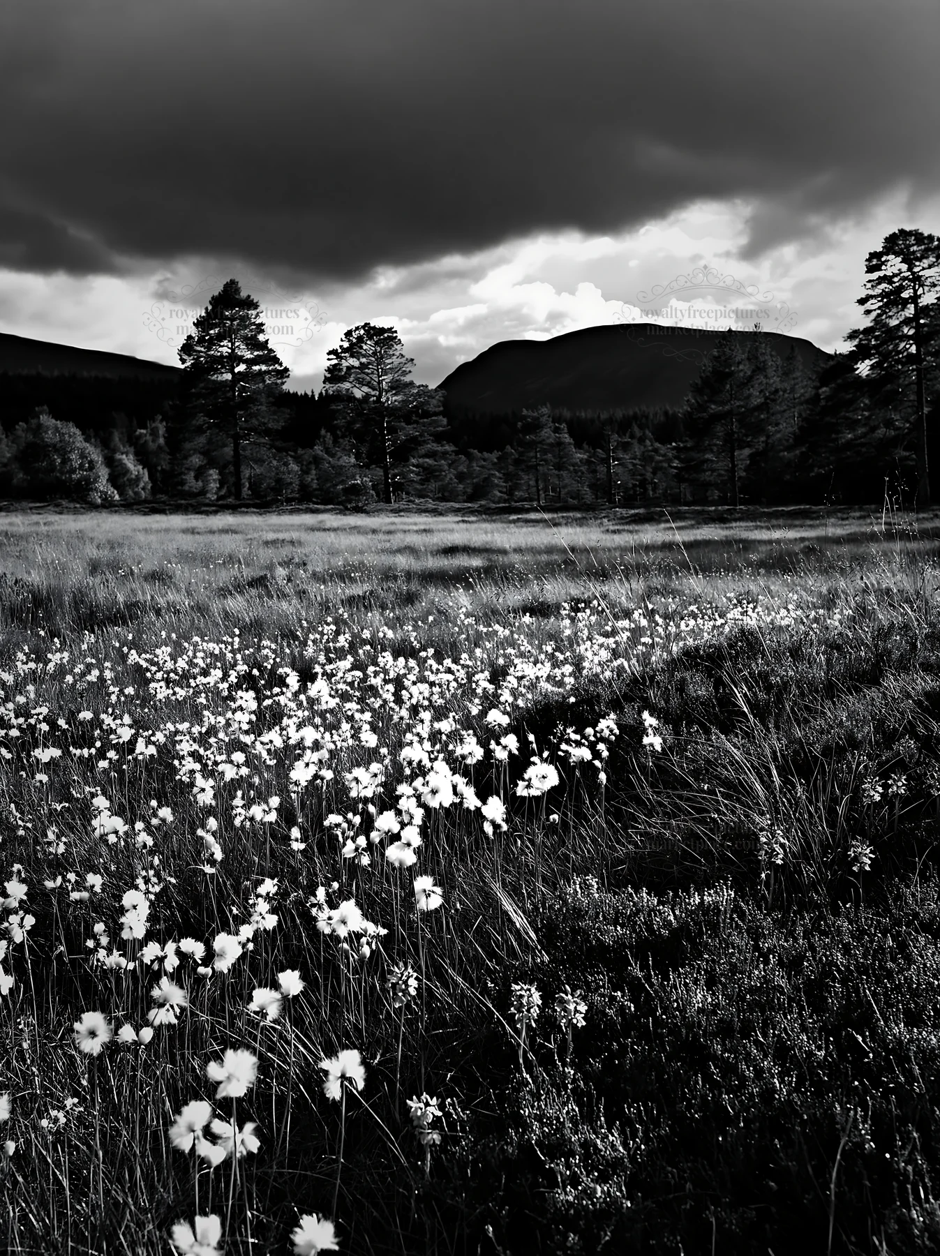 Pine forest meadow with flowers and mountains in the background - AI-generated stock image
