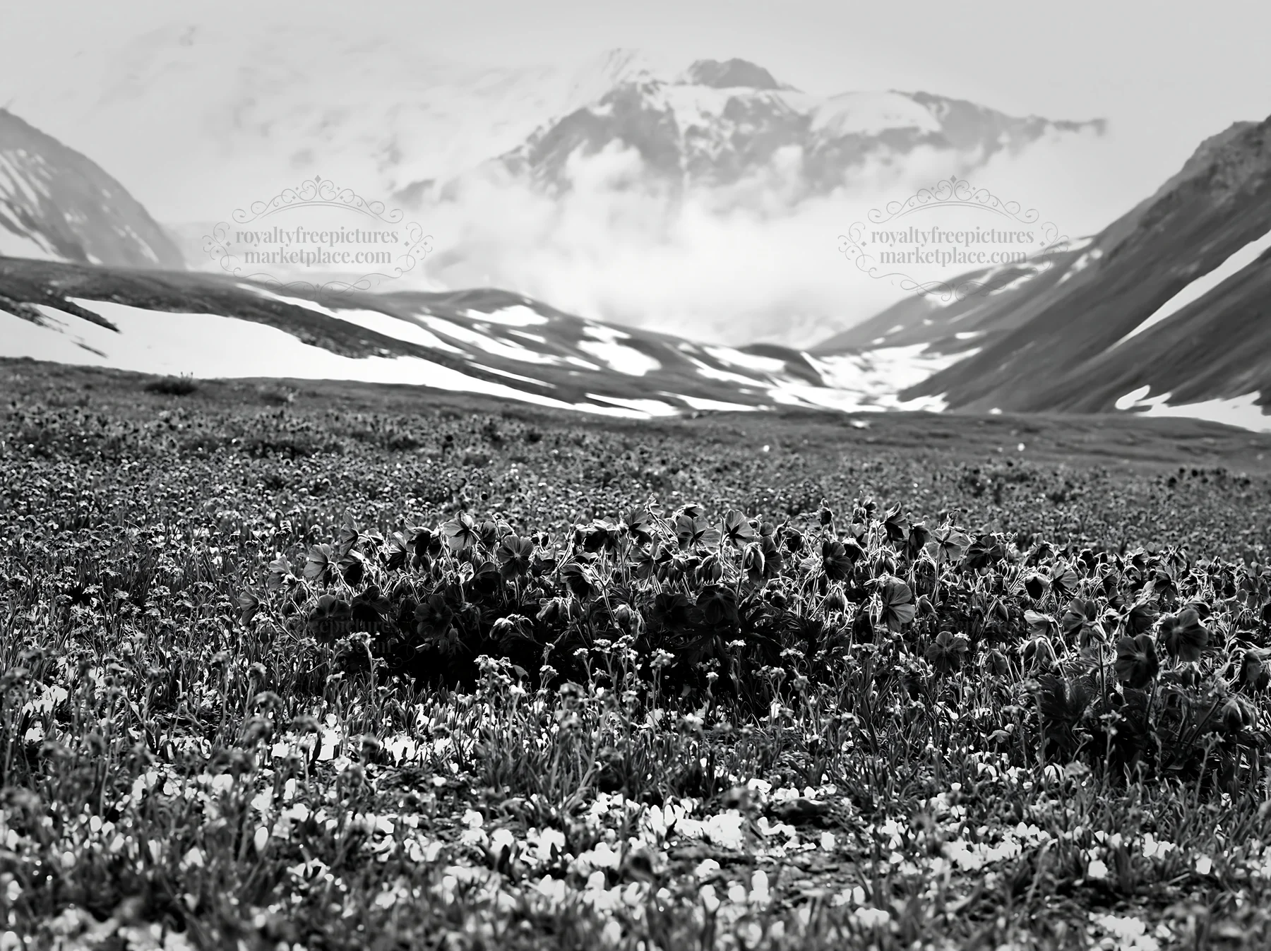 Black and white snowline meadow filled with blue and white flowers - AI-generated stock image