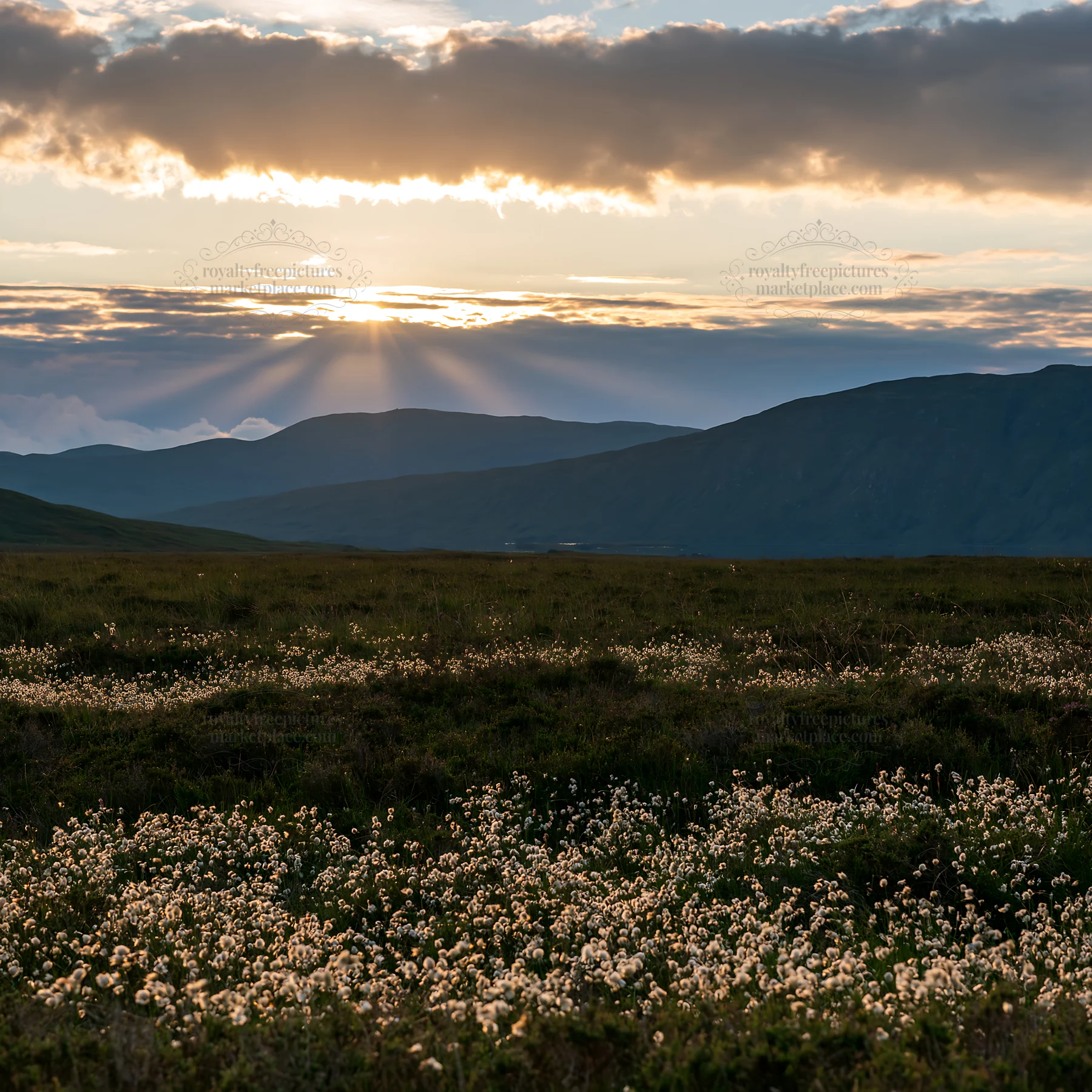 Crepuscular rays shining over a meadow with flowers - AI-generated stock image