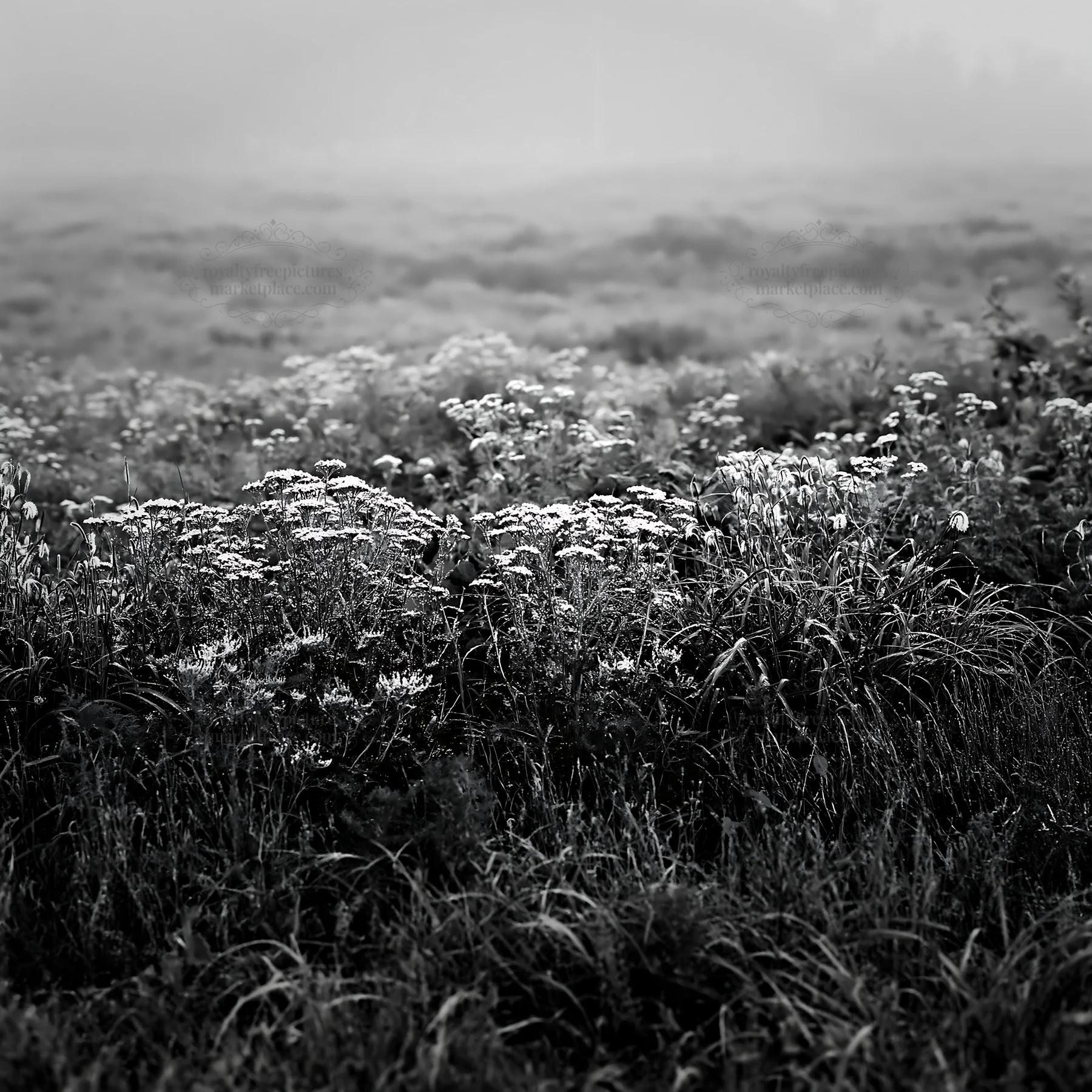 Black and white expansive Hokkaido restoration meadow with dewdrops - AI-generated stock image