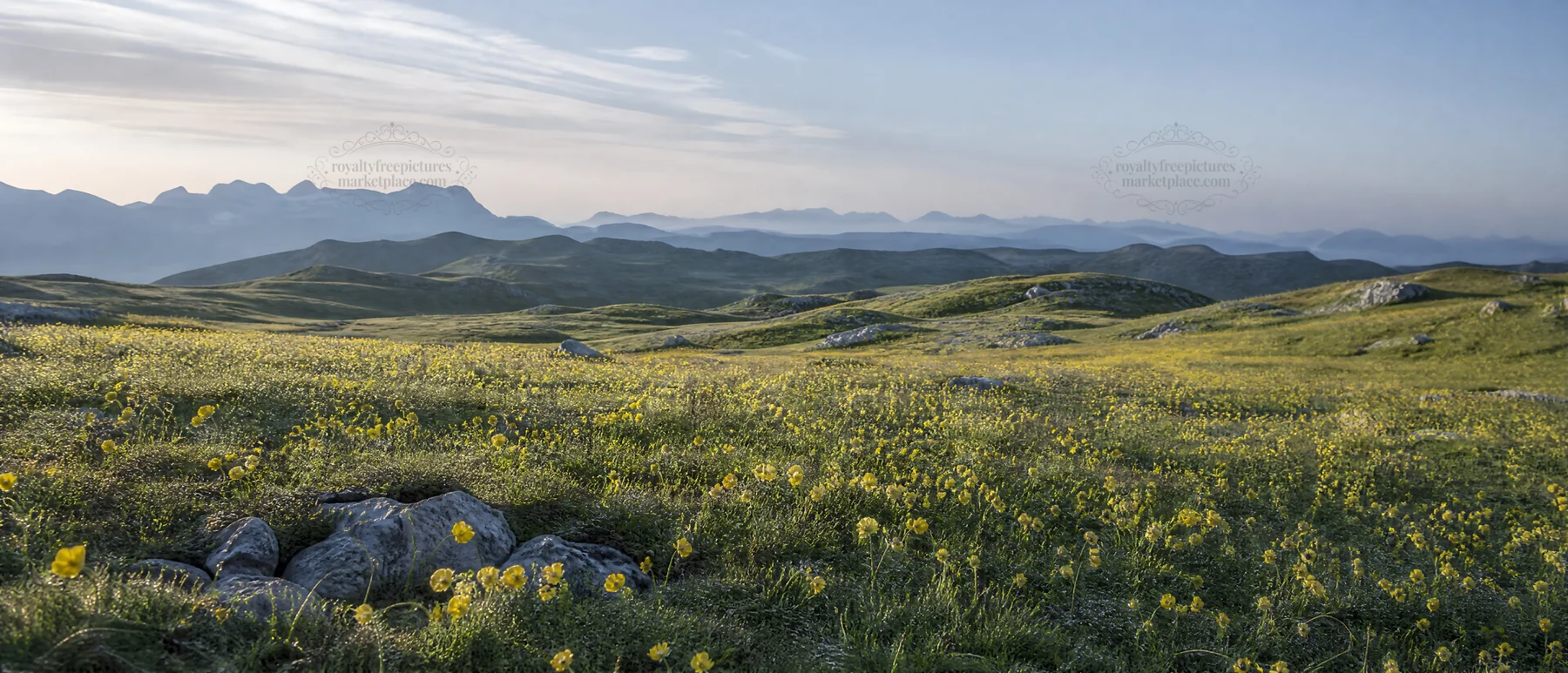 Dewy meadow with yellow flowers and distant mountains in Bavaria - AI-generated stock image