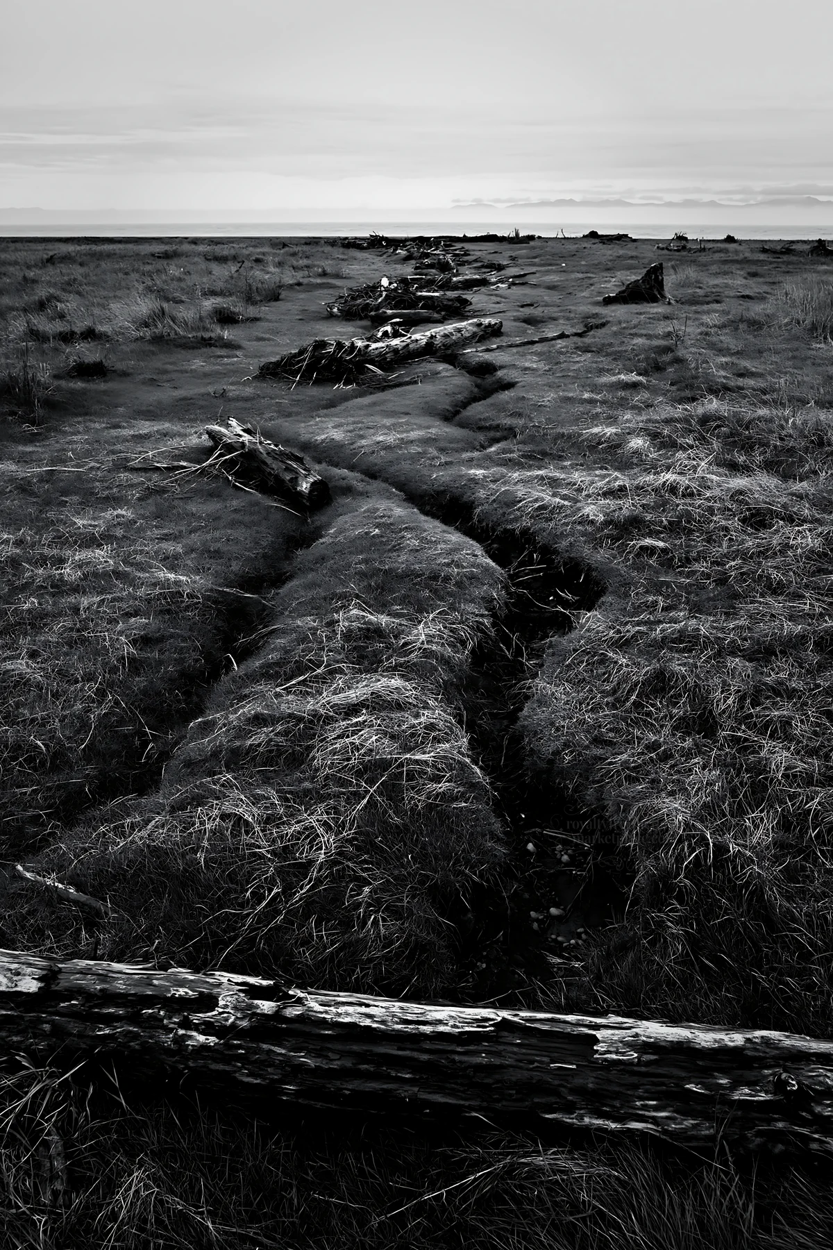 Black and white ishikawa coastal meadow storm washed driftwood on green ground - AI-generated stock image