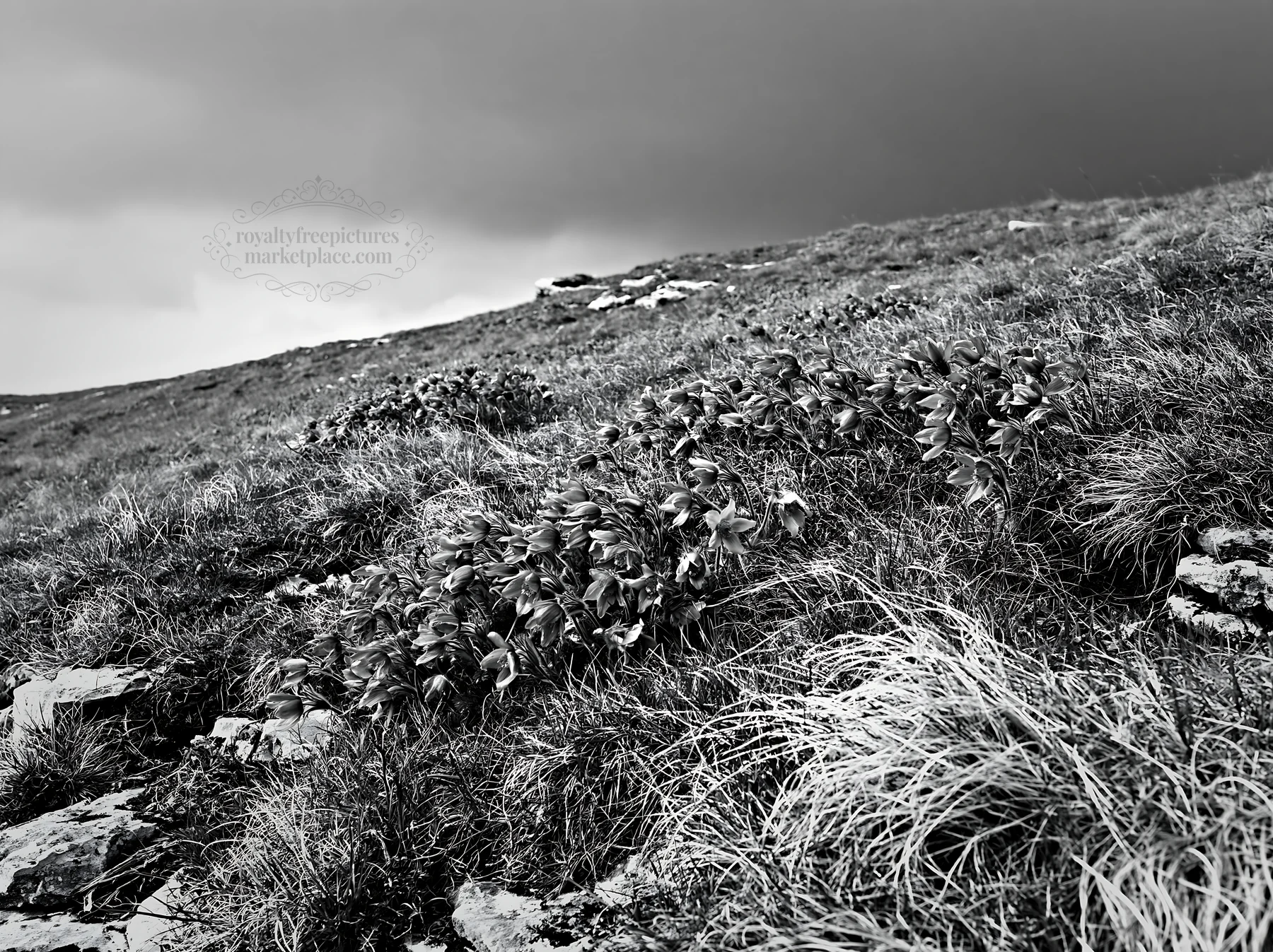Cloudy pasque flower meadow on a limestone slope - AI-generated stock image