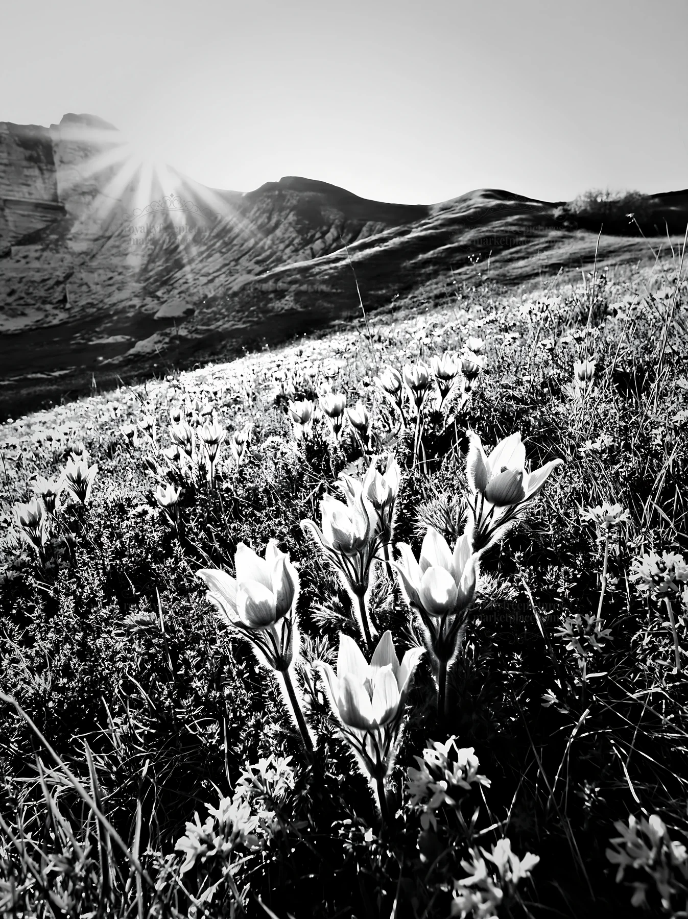 Pasqueflowers bloom in a chalk meadow at sunrise - AI-generated stock image