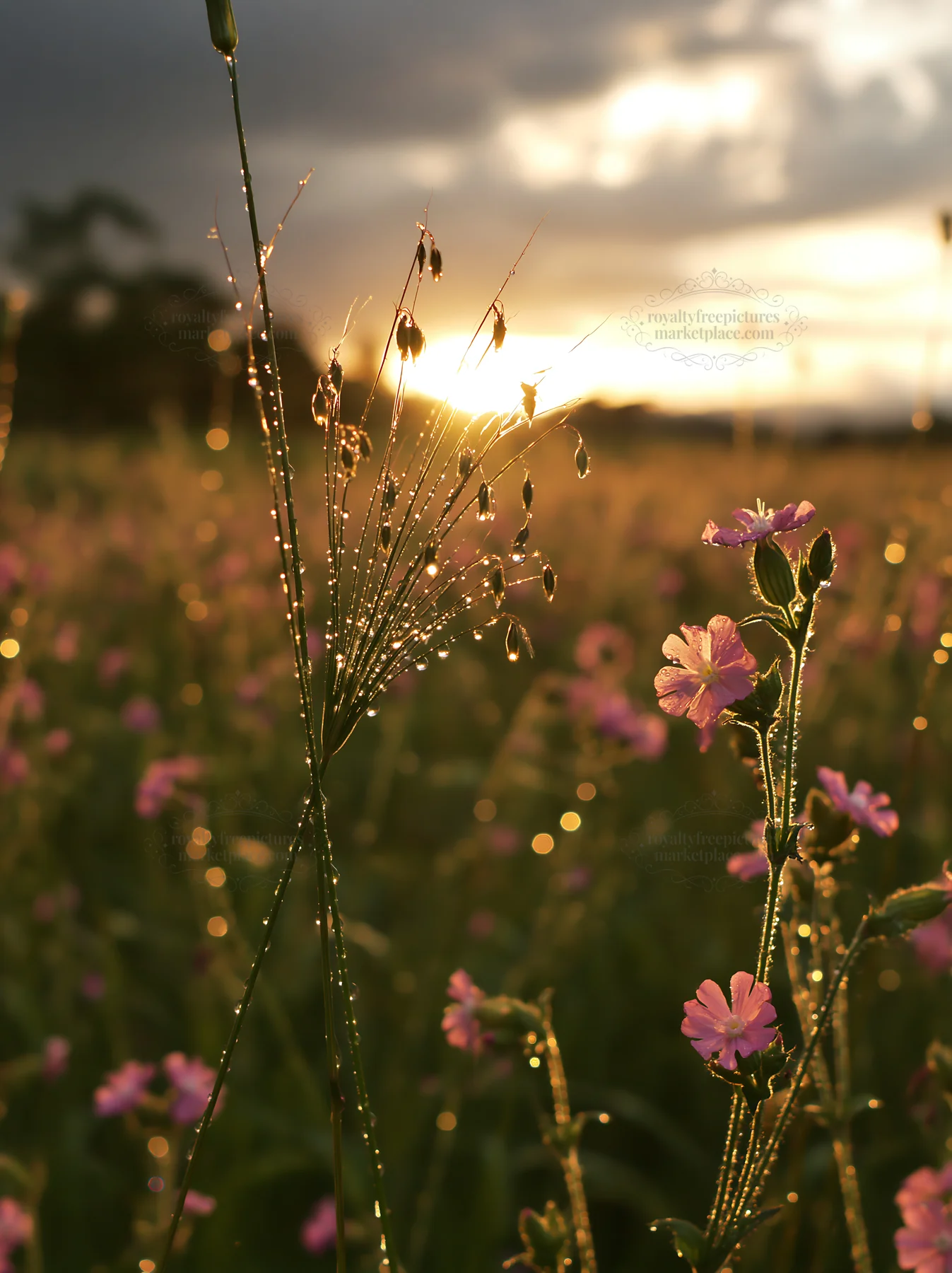 Iwate rain refreshed meadow seedhead foreground at sunset - AI-generated stock image