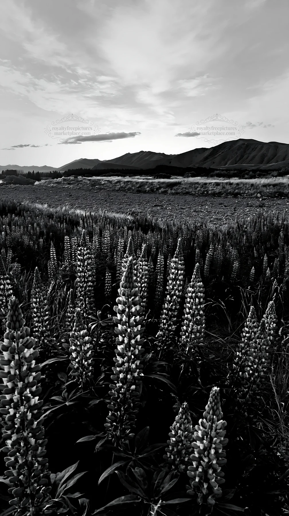 Lupine flowers in Lake Tekapo at dusk - AI-generated stock image
