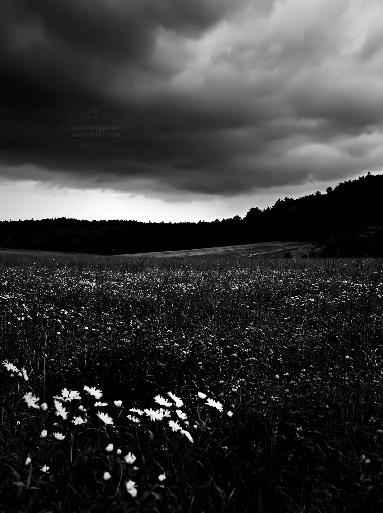 Clover meadow under dark clouds - AI-generated stock image