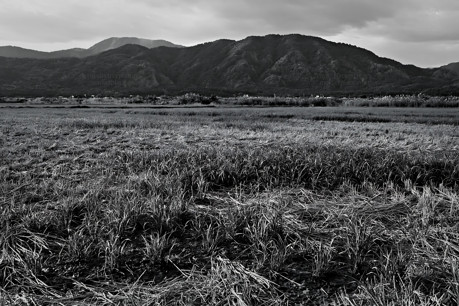Saga floodplain meadow with reeds and mountains in the background - AI-generated stock image