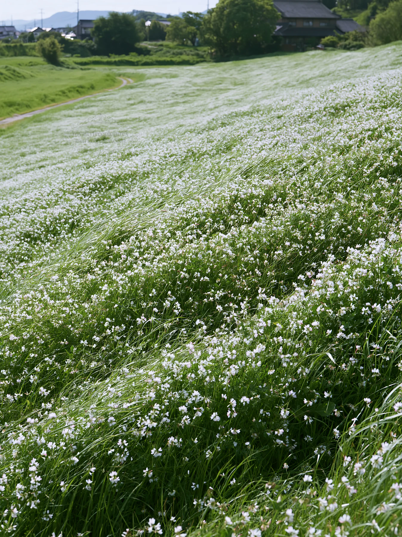 Fukuoka spring meadow fallen blossom foreground - AI-generated stock image