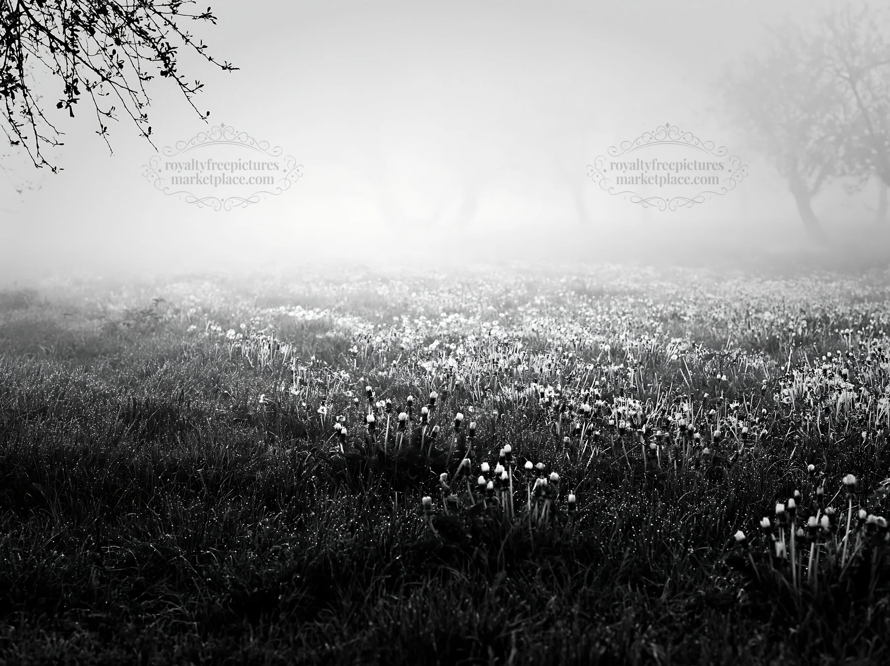 Black and white dandelion orchard meadow with fog and blooming flowers - AI-generated stock image