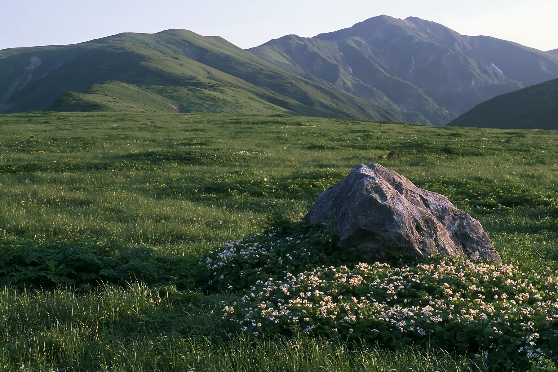 Aomori climate resilient meadow with boulder - AI-generated stock image