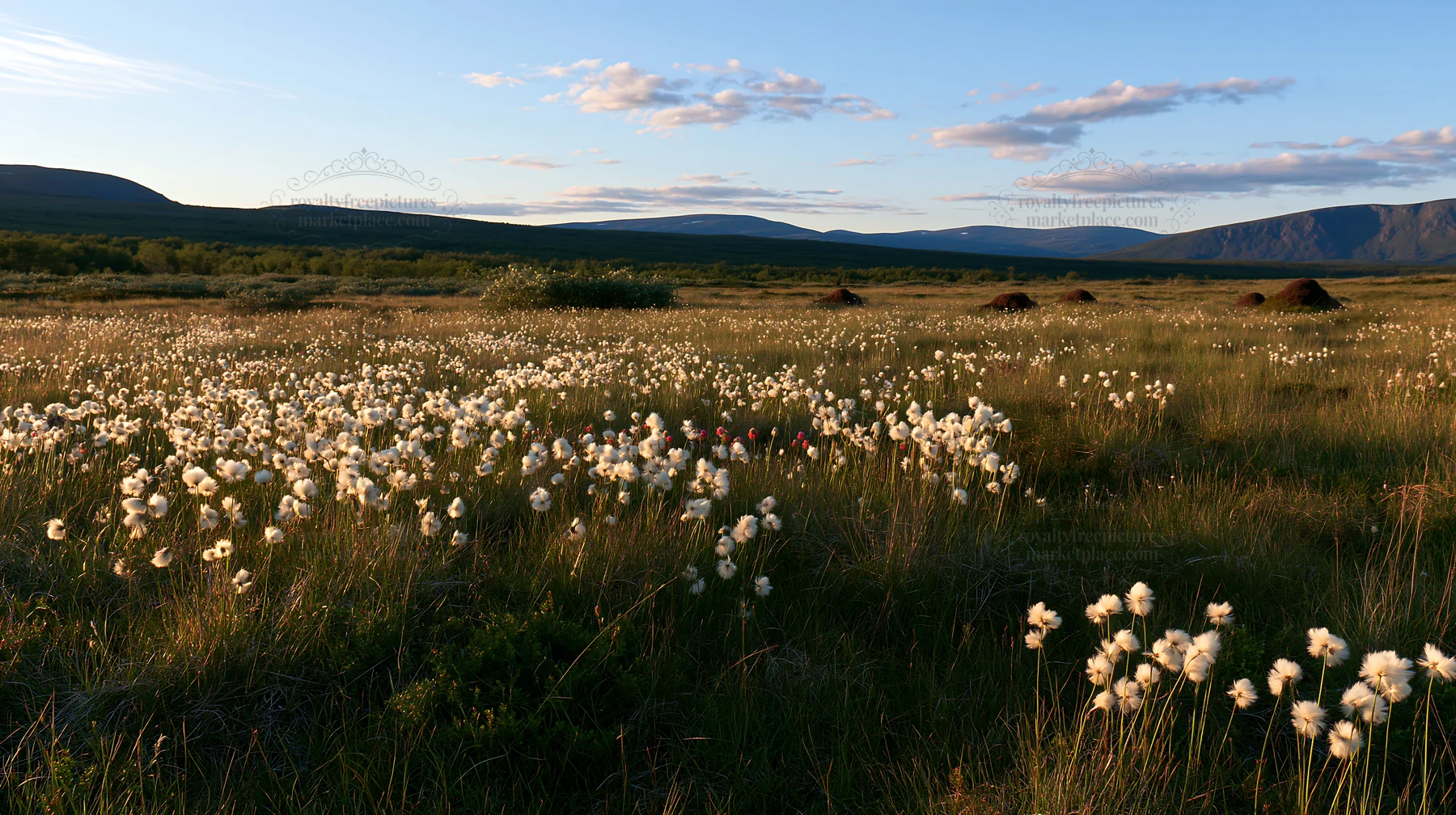 Cottongrass meadow glow at sunset with distant mountains - AI-generated stock image