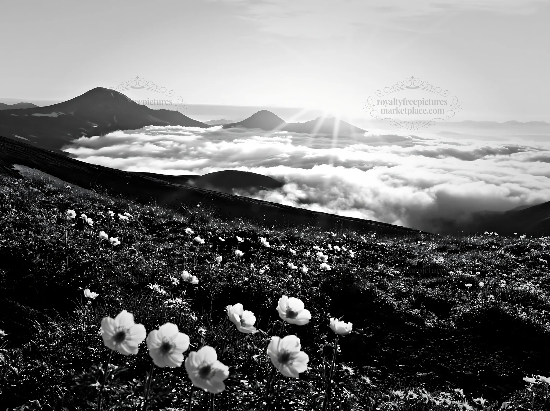 Black and white daisetsuzan alpine meadow light rays shine over the landscape - AI-generated stock image