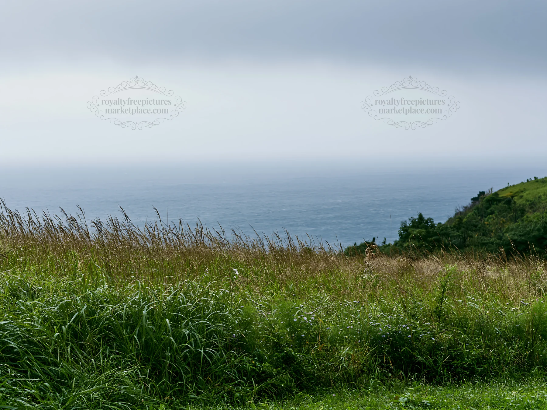 Fukui native grass meadow rain droplets - AI-generated stock image