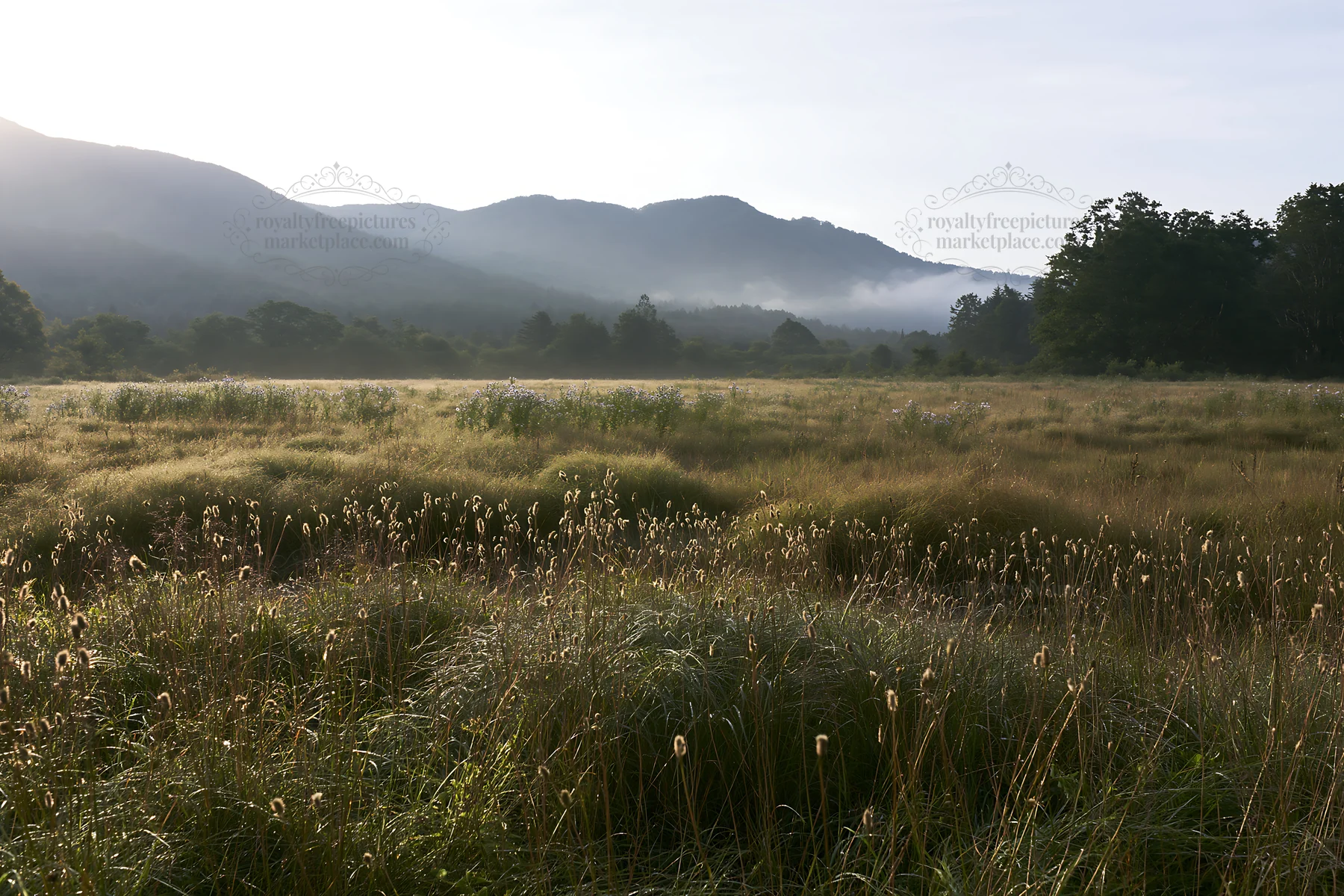 Iwate meadow with seedheads after rain in morning light - AI-generated stock image