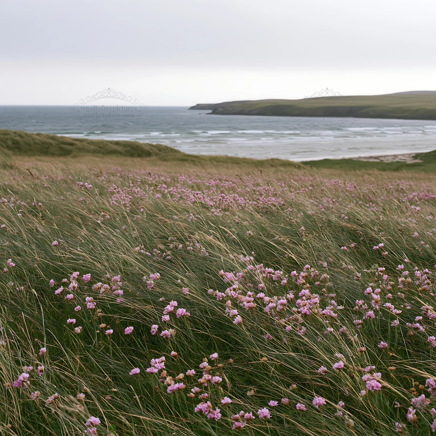 Meadow with flowers and ocean view during cloudy weather - AI-generated stock image