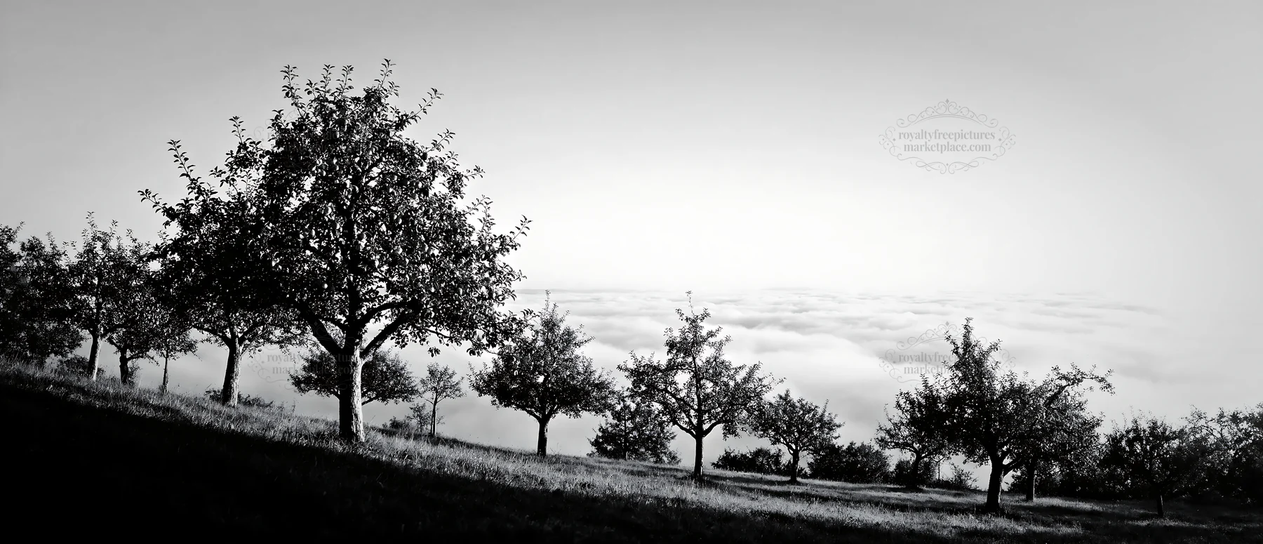 Black and white hillside apple meadow with trees above the clouds - AI-generated stock image