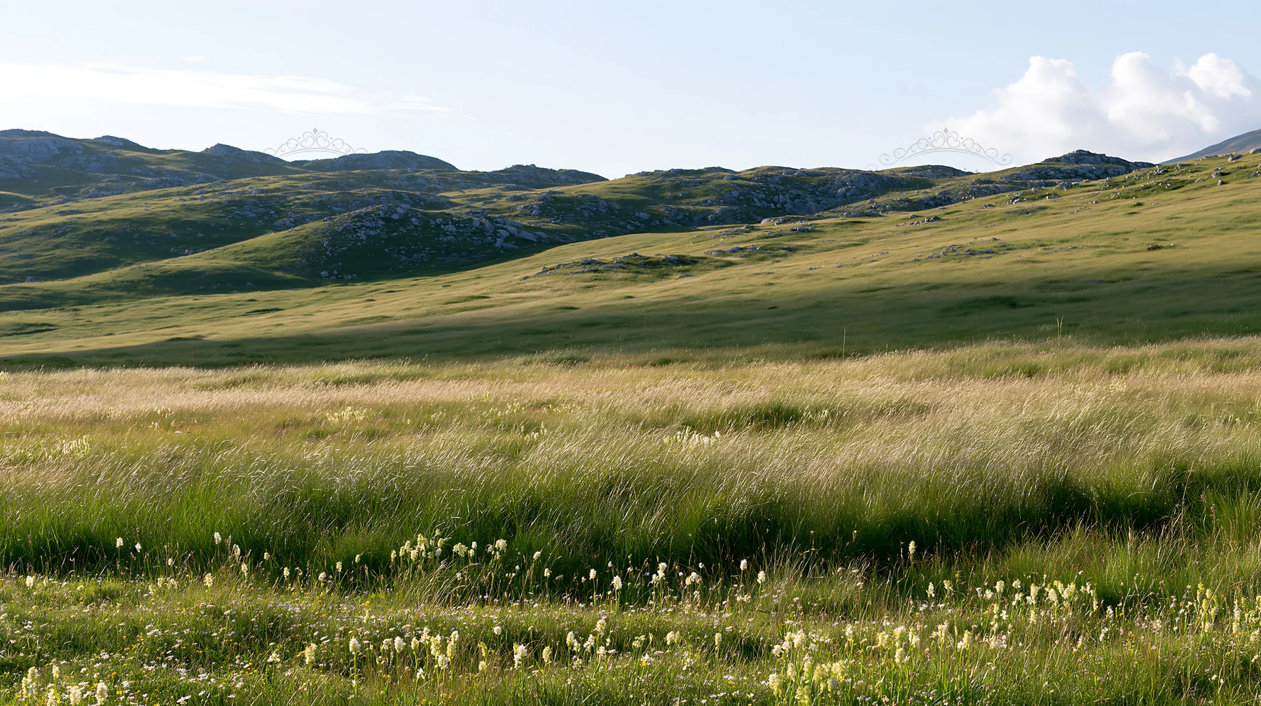 Regenerative meadow with grasses and distant mountains - AI-generated stock image