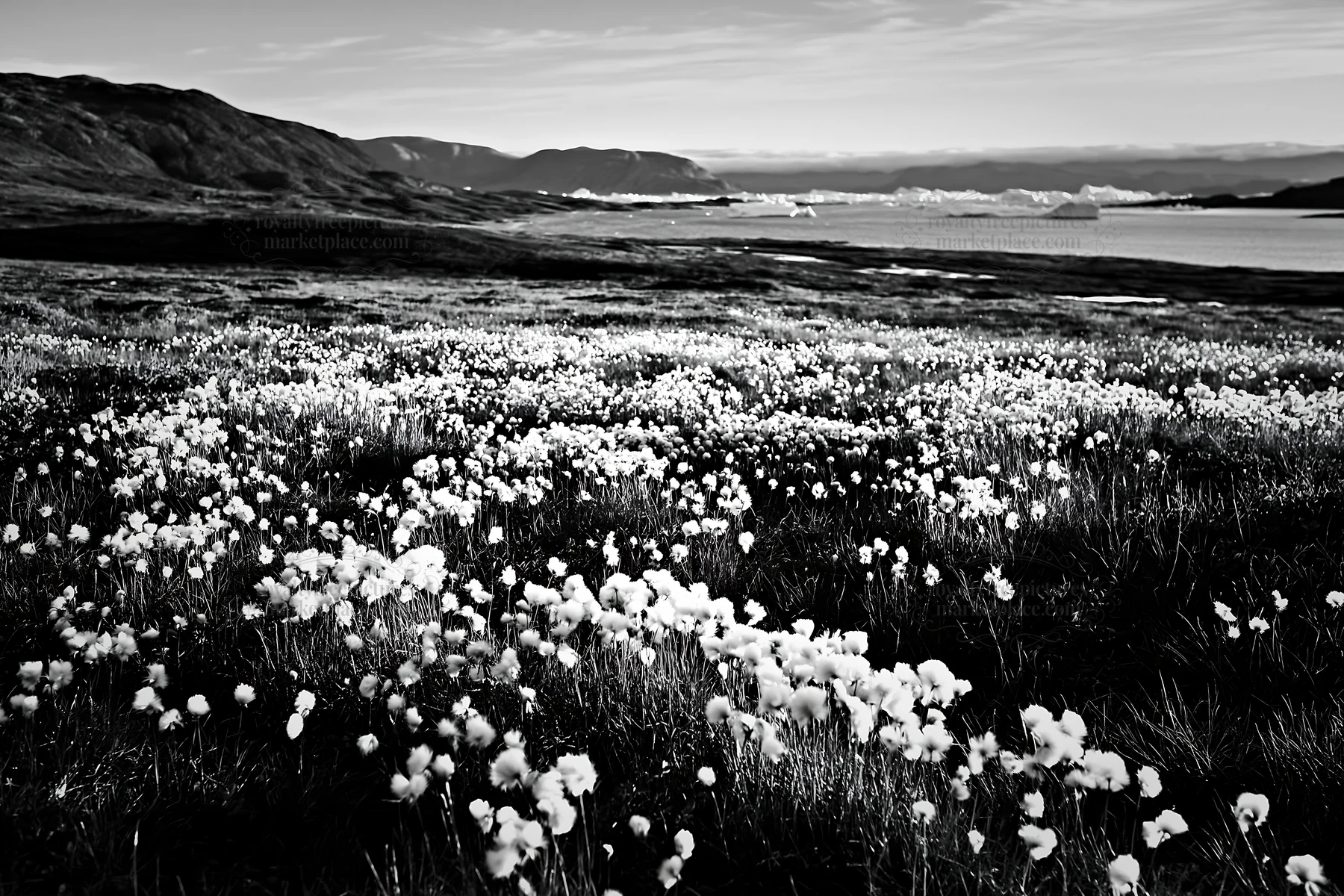 Black and white cottongrass meadow glow at dusk near the water's edge - AI-generated stock image