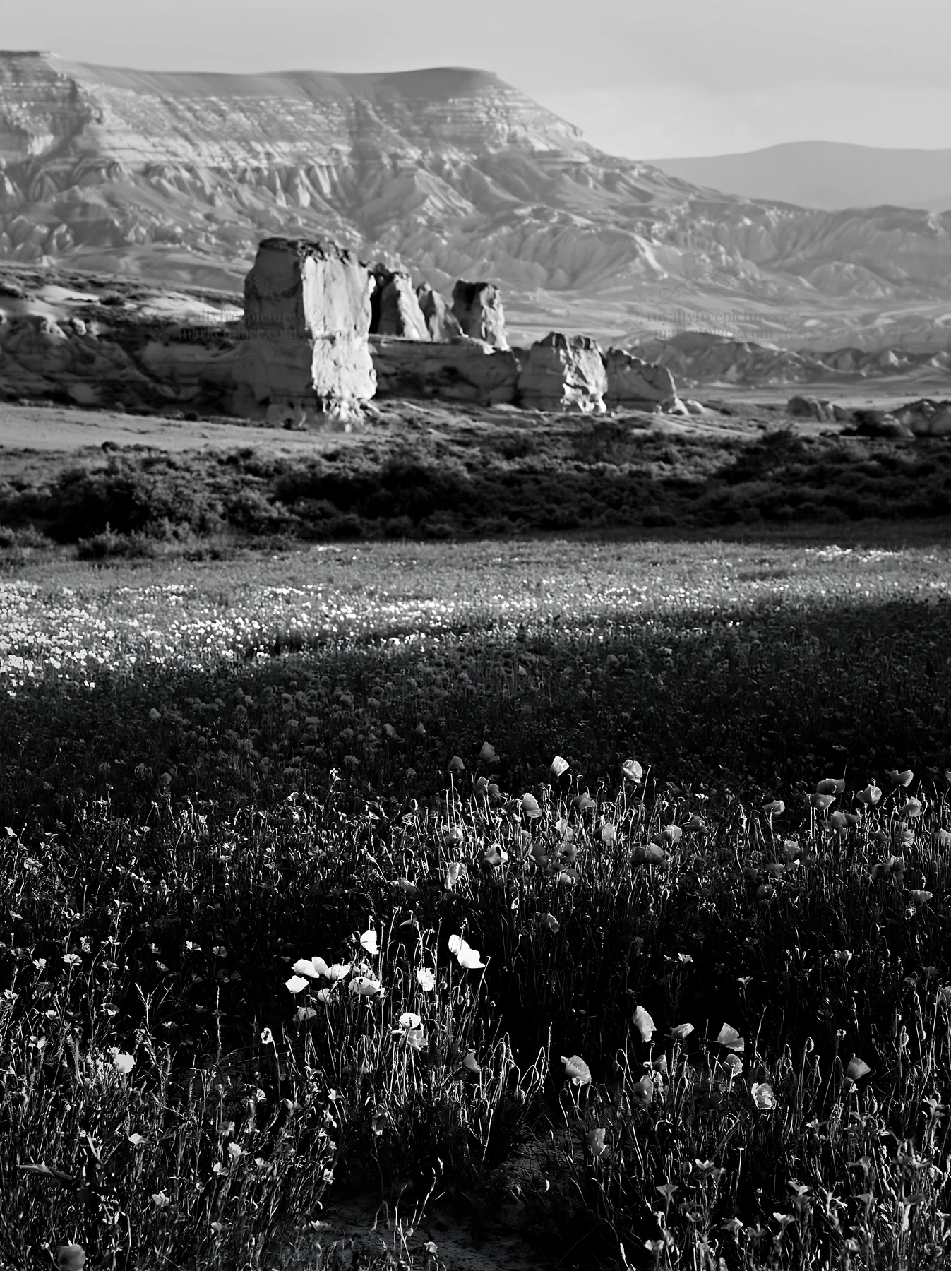 Poppy flax meadow in black and white landscape - AI-generated stock image