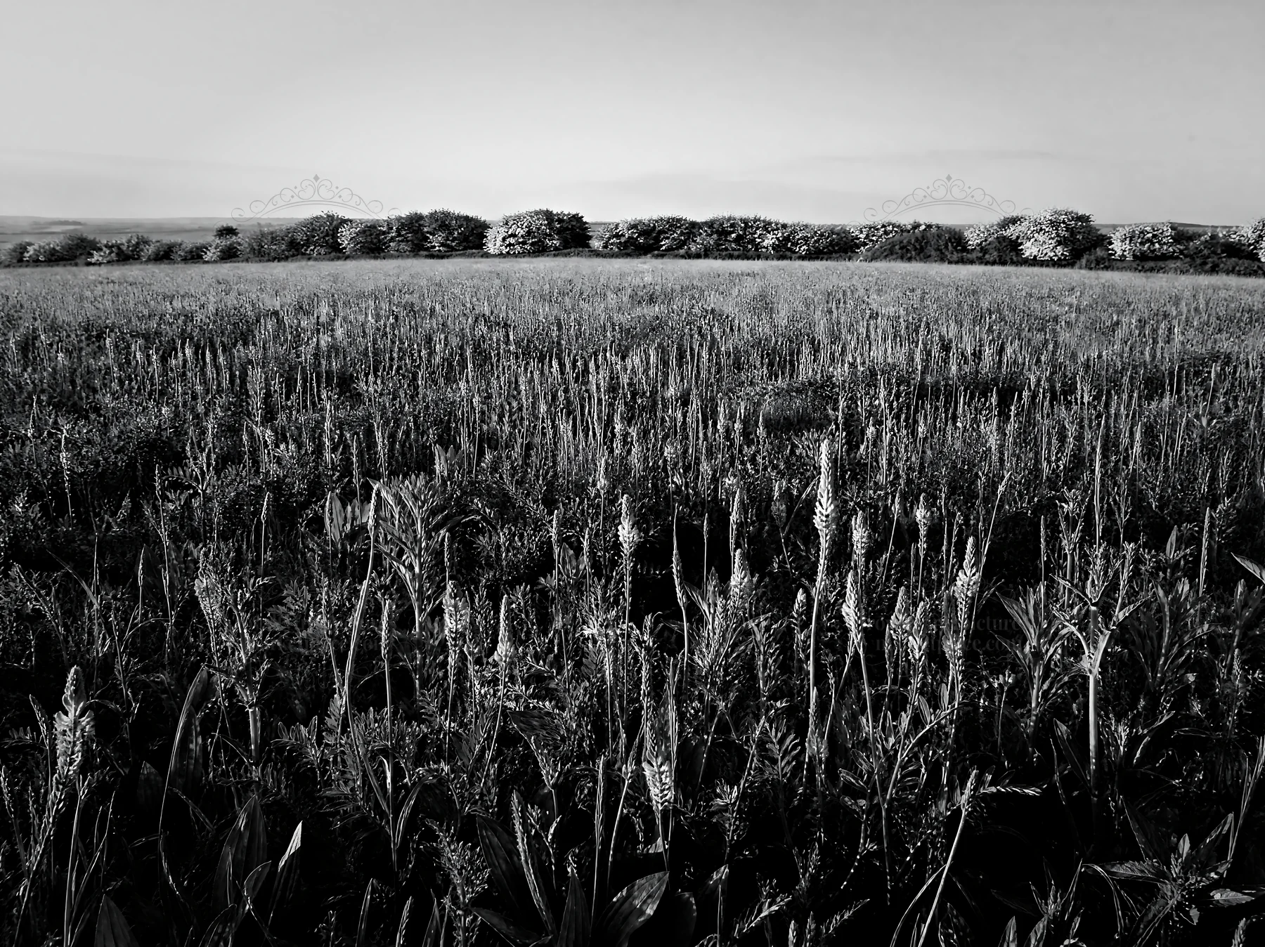Black and white sainfoin chicory meadow with green plants under clear sky - AI-generated stock image
