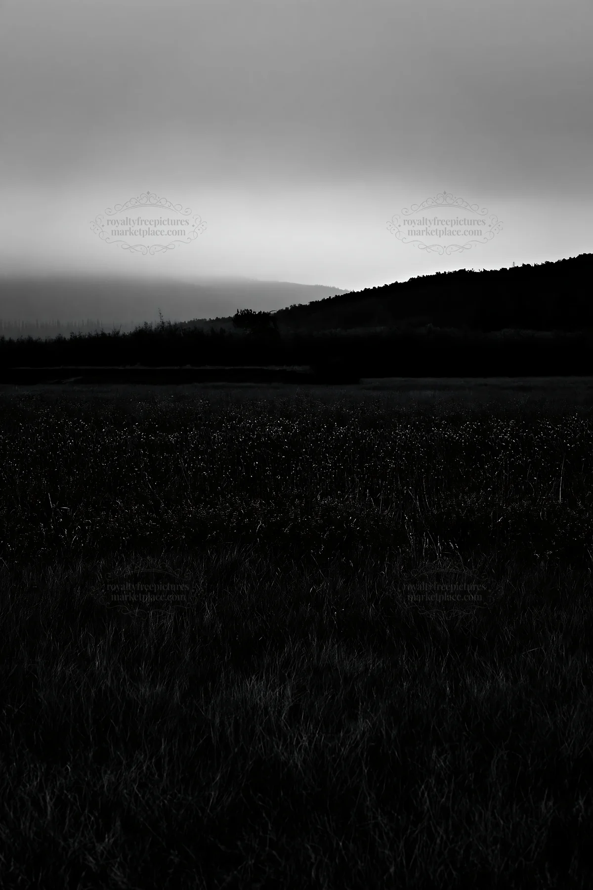 Fireweed lupine meadow at dusk with distant hills - AI-generated stock image