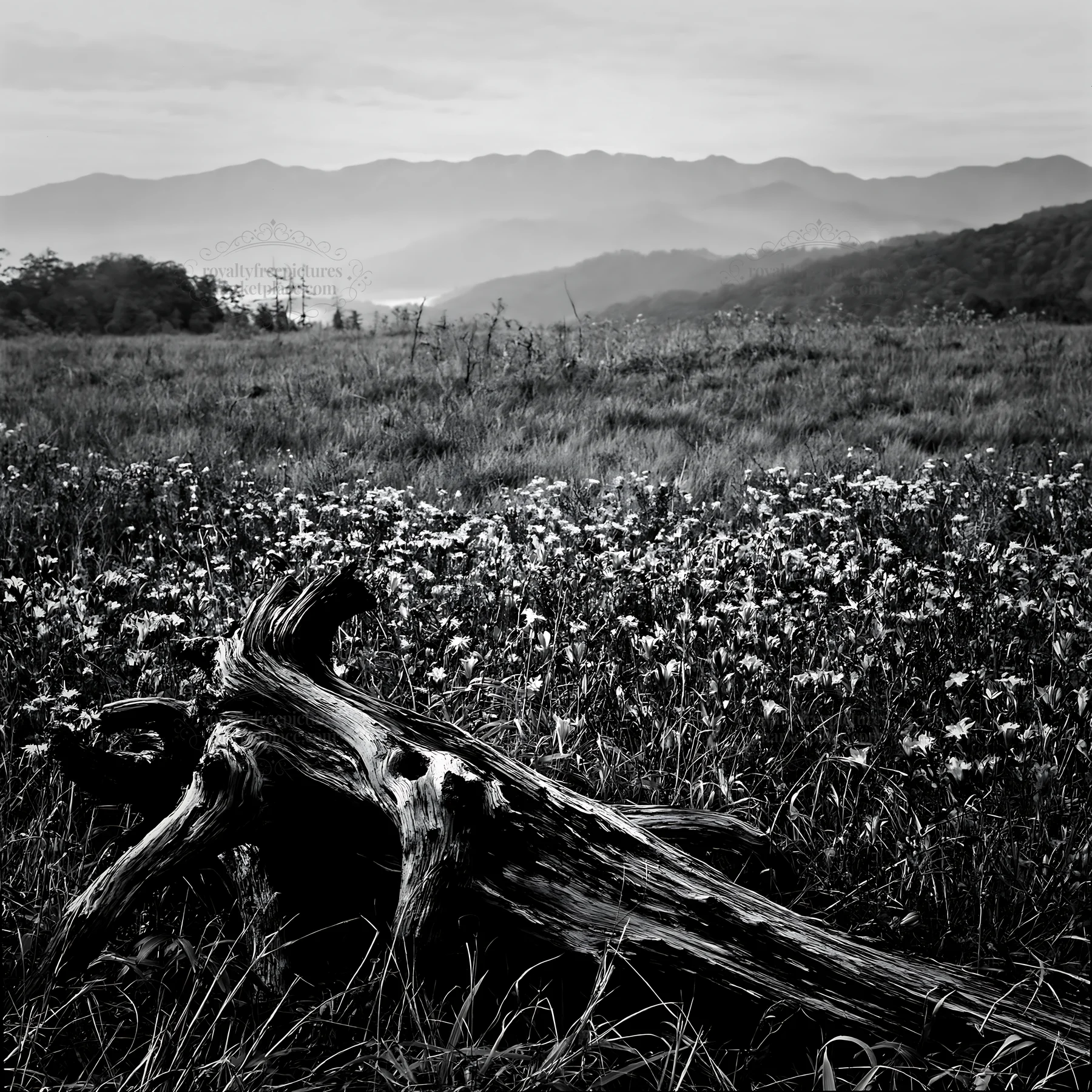 Black and white wakayama autumn meadow weathered wood foreground captures nature - AI-generated stock image