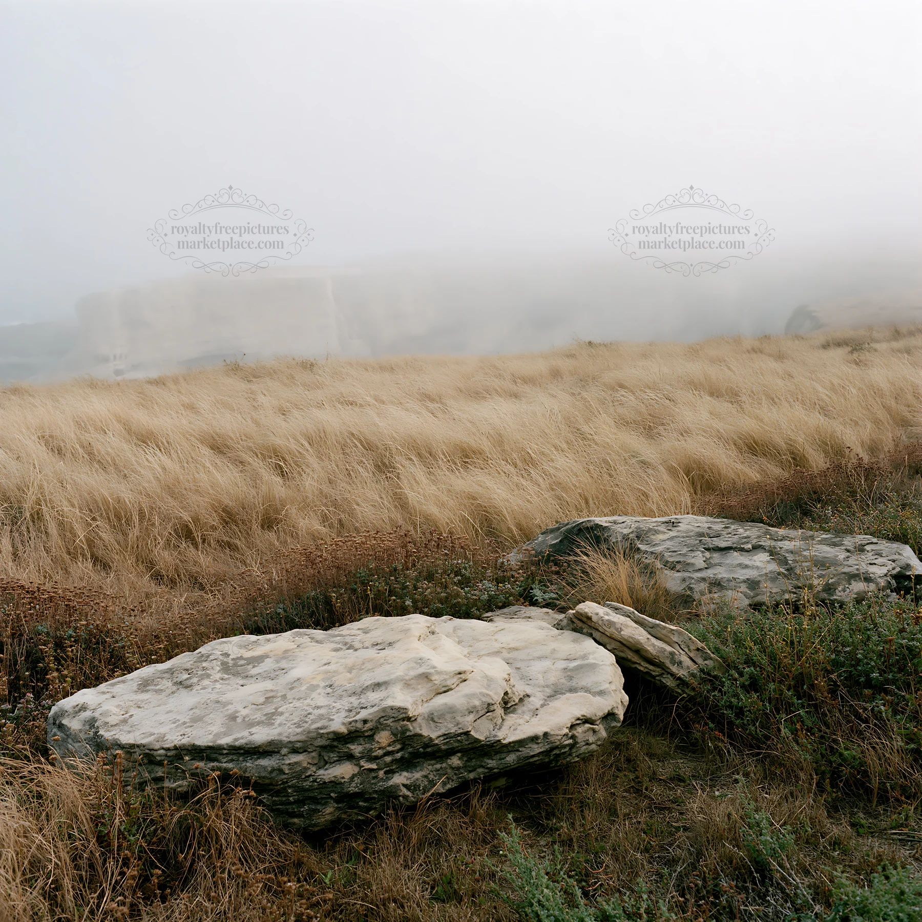Drought-tolerant meadow with rocks and fog in the background - AI-generated stock image
