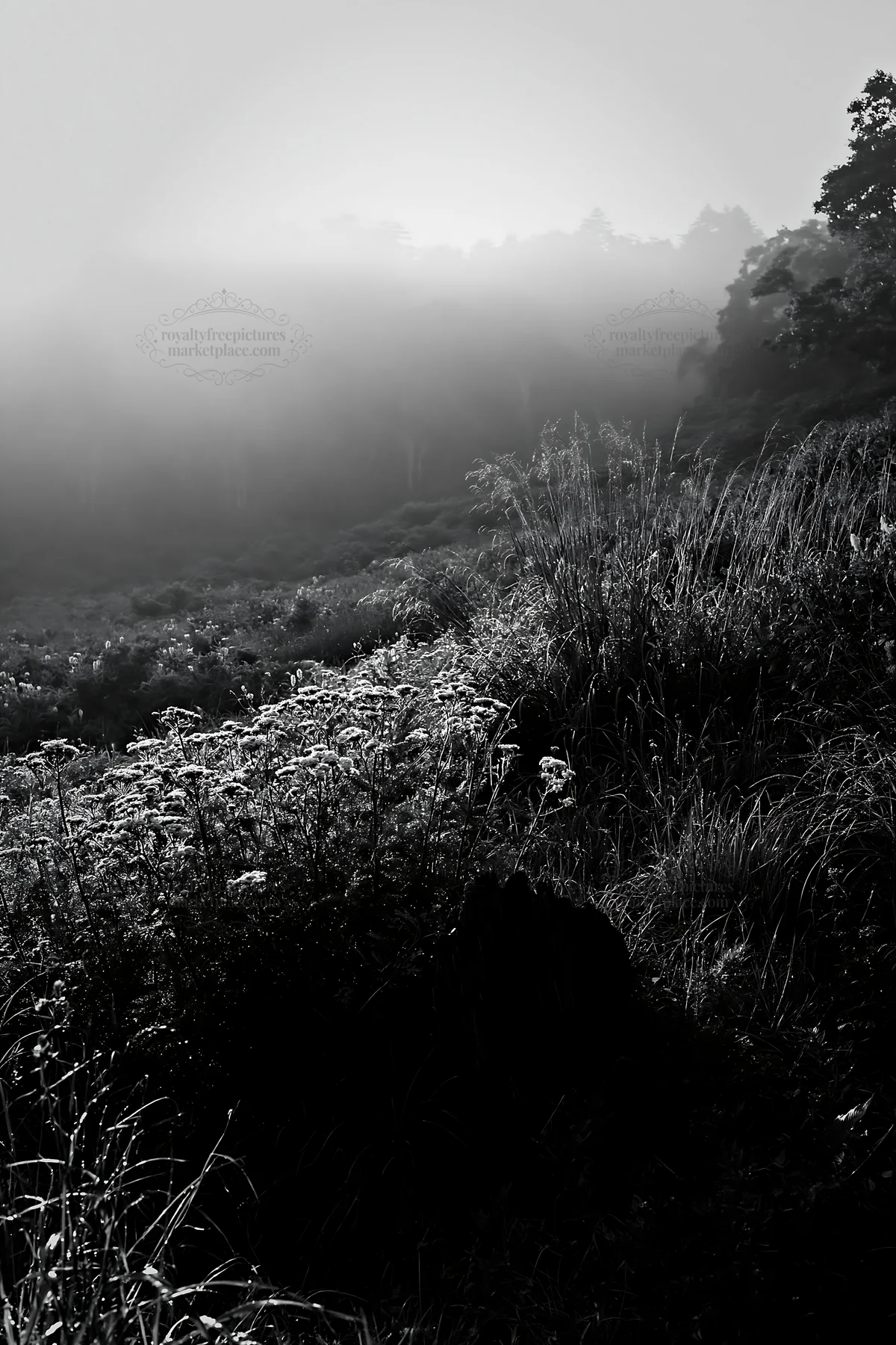 Black and white fukushima native meadow with weathered stump at sunrise - AI-generated stock image