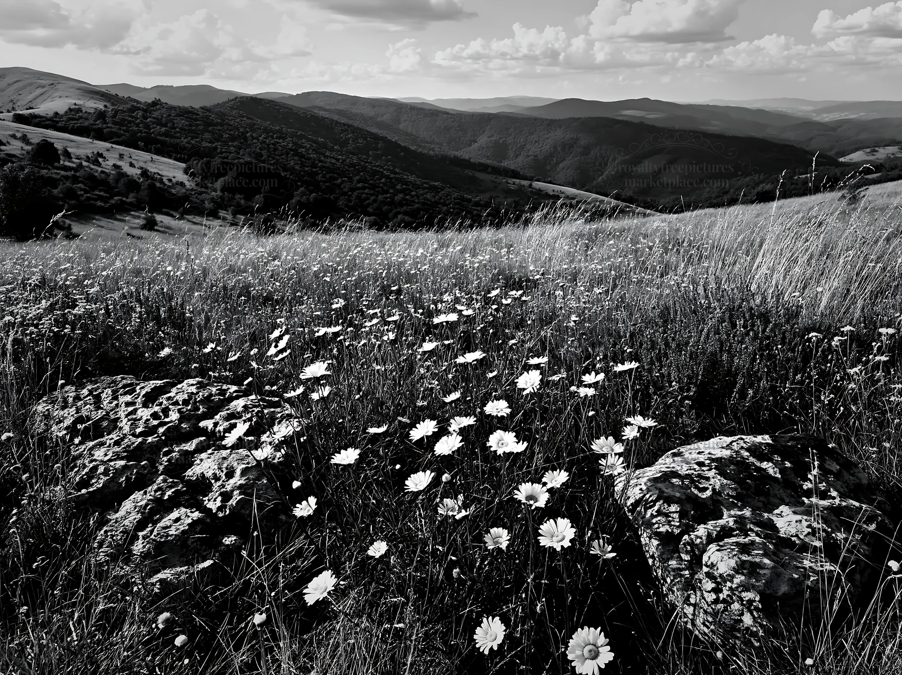 Meadow with boulders and wildflowers on a hillside - AI-generated stock image