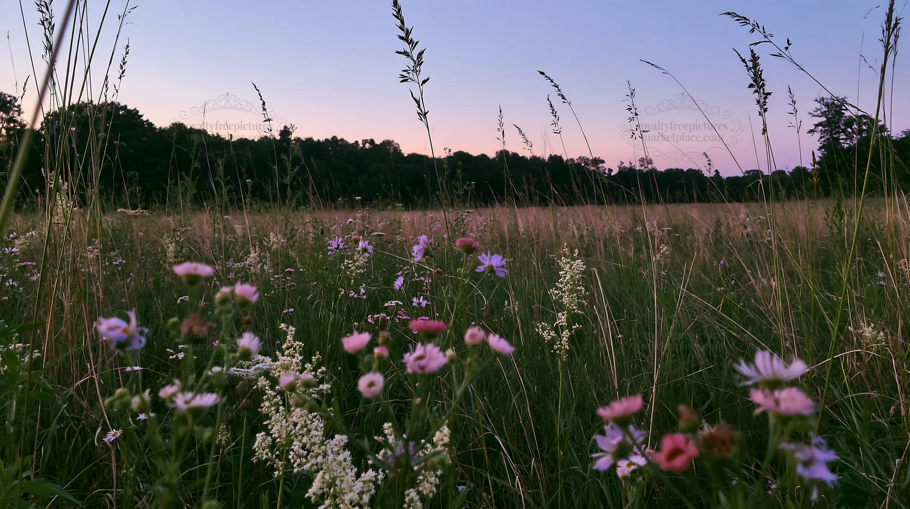 Tall grass meadow with wildflowers during sunset - AI-generated stock image