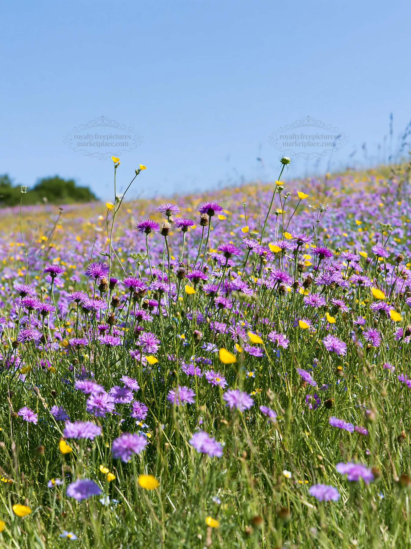 Sunny herb meadow with blooming flowers under blue sky - AI-generated stock image